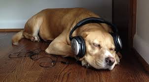 Music Therapy for Dogs & Cats - Does it work?