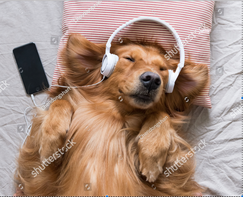 Music for Dogs!