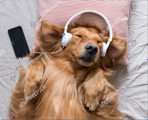 Music for Dogs!