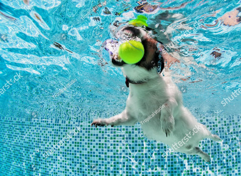 Automatic Dog Ball Launcher with Treat Dispenser